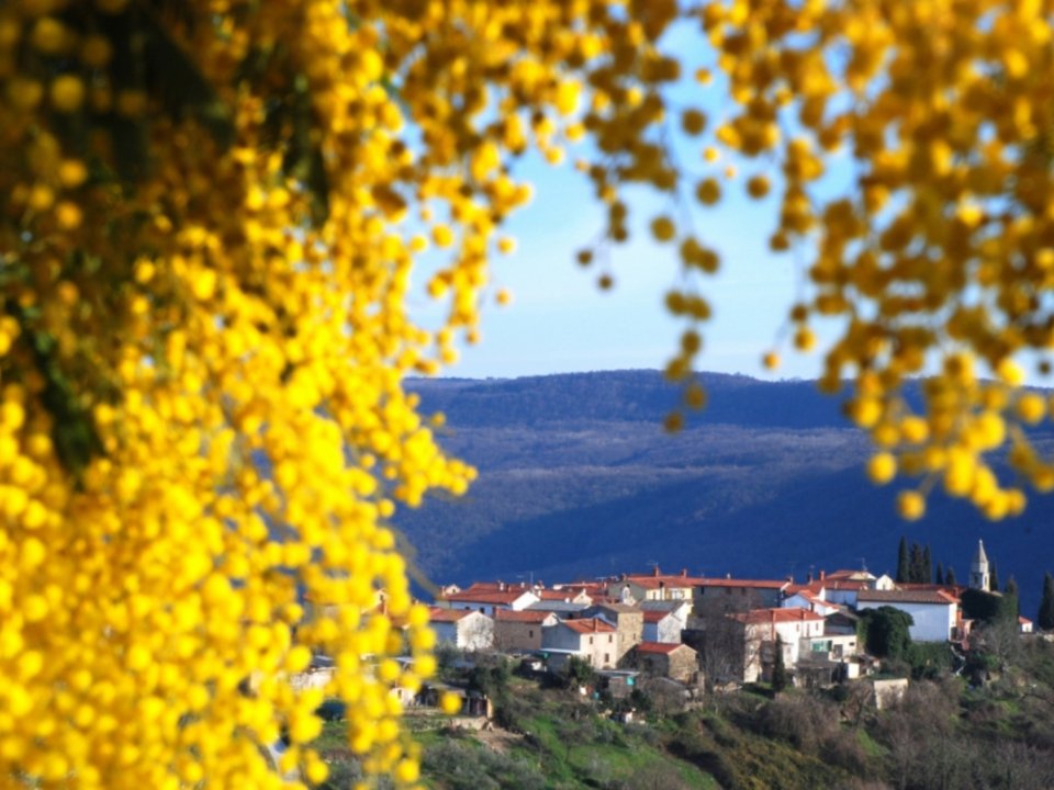 Drugo izobraževanje: Tradicija slovenske Istre