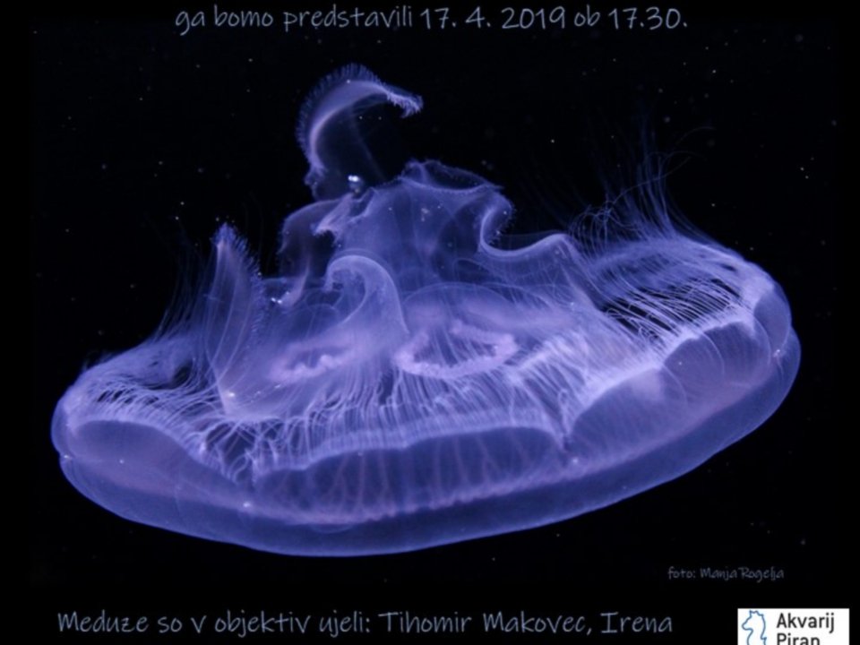 Akvarij Piran: Vabilo Meduze okoli nas