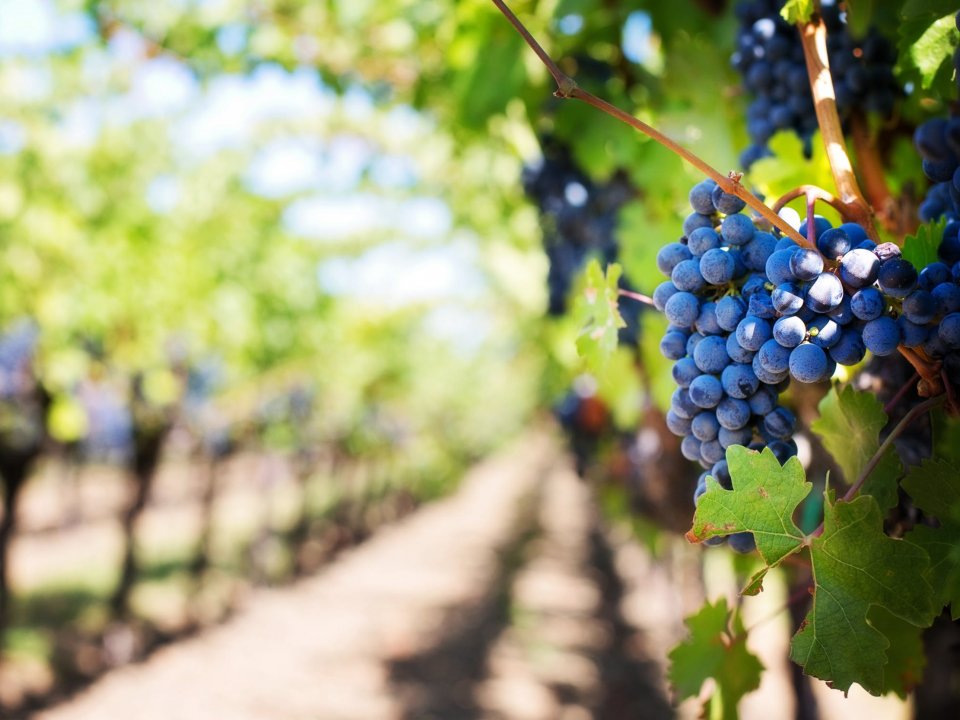 Malvasia in porto &ndash; Malvazije v pristanu